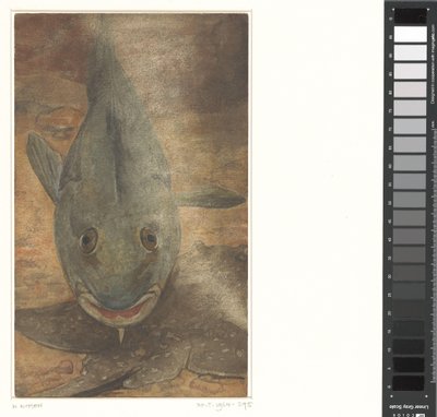 Pesce visto di fronte da Willem Arnoldus Witsen