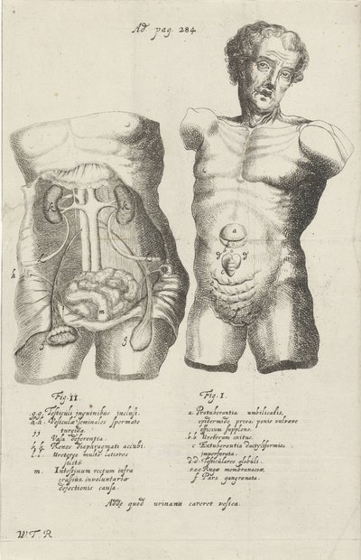 Studio anatomico di due busti da Willem ten Rhijne