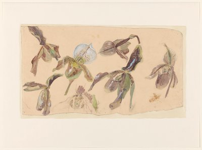 Sette studi di orchidee da Willem van Konijnenburg
