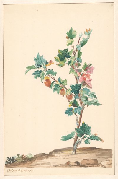 Uva spina in un paesaggio da Willem van Leen (attributed to)