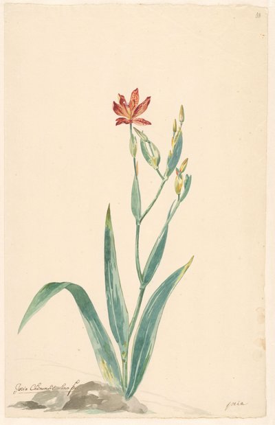 Fiore di leopardo in un paesaggio da Willem van Leen (attributed to)