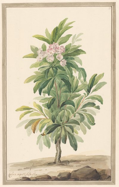 Kalmia Angustifolia in un paesaggio da Willem van Leen (attributed to)