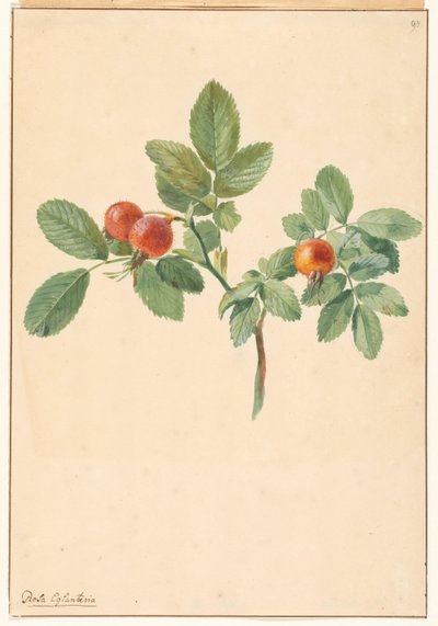 Ramo con cinorrodi da Willem van Leen (attributed to)