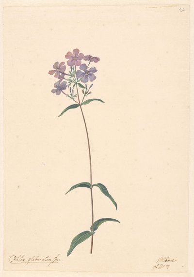 Ramo di flox da Willem van Leen (attributed to)