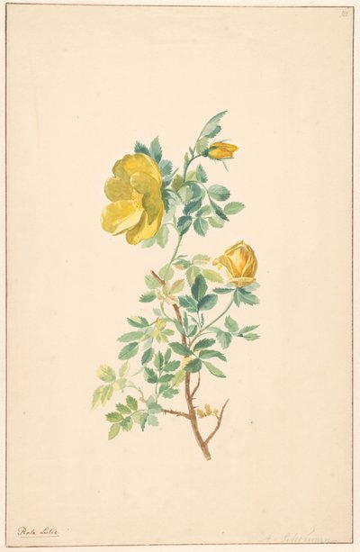 Ramo di una rosa gialla (Rosa Lutea) da Willem van Leen (attributed to)
