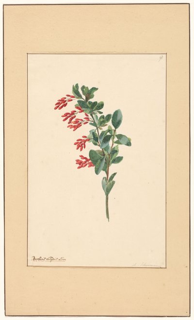 Ramo di crespino da Willem van Leen (attributed to)