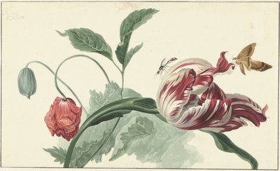 Tulipano e un Papavero da Willem van Leen (attributed to)