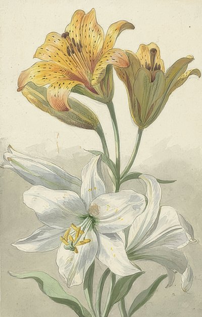 Gigli gialli e bianchi da Willem van Leen
