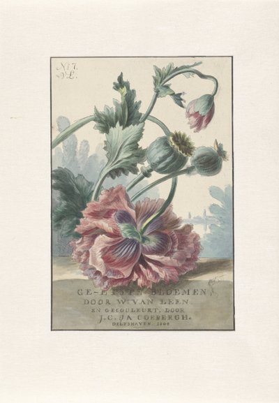 Papaveri da Willem van Leen