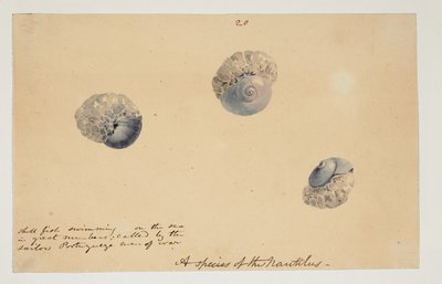 WD 961 f.20 da William Alexander