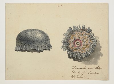 WD 961 f.21 da William Alexander