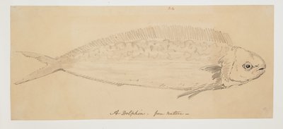 WD 961 f.24 da William Alexander