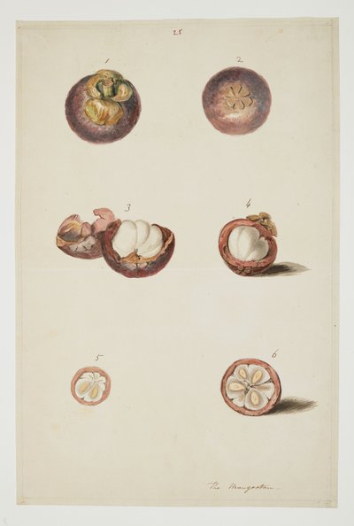WD 961 f.25 da William Alexander