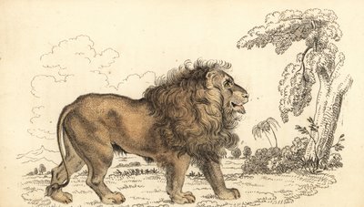 Leone asiatico, in pericolo, Panthera leo leo, 1834 (incisione) da William Alexander Forbes