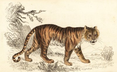 Tigre del Bengala, Panthera tigris tigris, 1834 da William Alexander Forbes