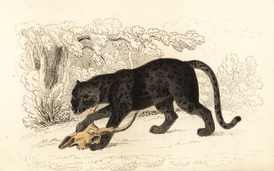 Giaguaro nero, Fanthera pardus (incisione) da William Alexander Forbes