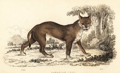 Lince canadese, Lynx canadensis, 1834 (incisione) da William Alexander Forbes