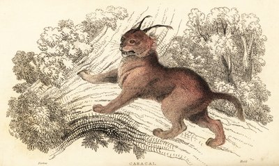 Caracal, Caracal caracal, 1834 da William Alexander Forbes