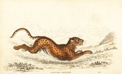 Ghepardo, Acinonyx jubatus, 1834 (incisione) da William Alexander Forbes