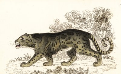 Leopardo nebuloso, Neofelis nebulosa (incisione) da William Alexander Forbes