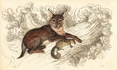 Lince eurasiatica, Lynx lynx (incisione) da William Alexander Forbes