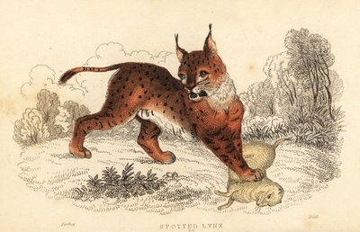Lince eurasiatica, Lynx lynx, 1834 da William Alexander Forbes