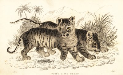Cuccioli ibridi di leone e tigre, 1834 (incisione) da William Alexander Forbes