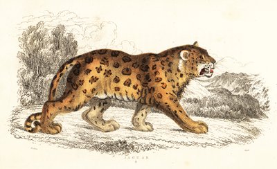 Giaguaro, Panthera onca, 1834 da William Alexander Forbes