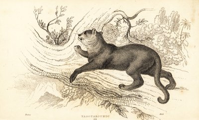 Jaguarundi, Puma yagouaroundi (incisione) da William Alexander Forbes