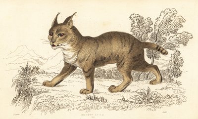 Gatto della giungla, Felis chaus, 1834 da William Alexander Forbes