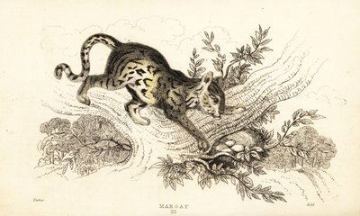 Margay, Leopardus wiedii, 1834 da William Alexander Forbes