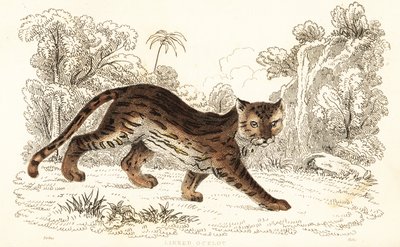 Margay, Leopardus wiedii catenata, 1834 da William Alexander Forbes