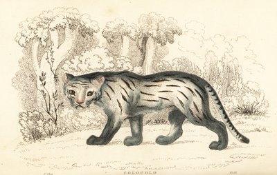 Gatto delle Pampas o Pantanal, Leopardus colocola, 1834 da William Alexander Forbes