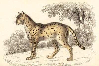 Serval, Leptailurus serval, 1834 (incisione) da William Alexander Forbes
