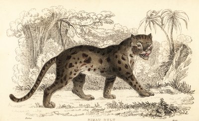 Gatto leopardo di Sunda, Prionailurus bengalensis subsp. sumatranus (incisione) da William Alexander Forbes