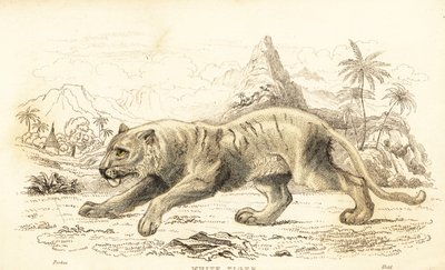 Tigre bianca, Panthera tigris tigris, in pericolo, 1834 (incisione) da William Alexander Forbes