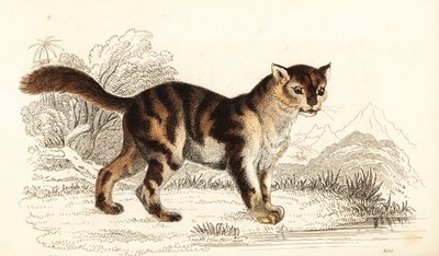 Gatto selvatico tartarugato del Sud America, Felis catus, 1834 (incisione) da William Alexander Forbes