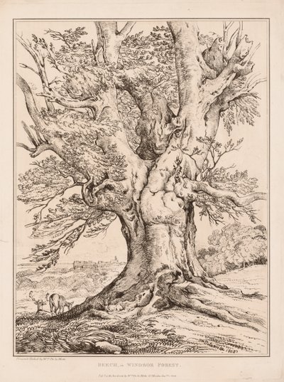 Faggio nella foresta di Windsor da William Alfred Delamotte