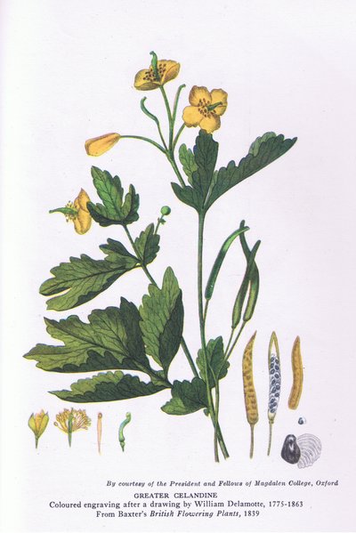 Chelidonia maggiore, Natura in Gran Bretagna pubblicata da Collins da William Alfred Delamotte