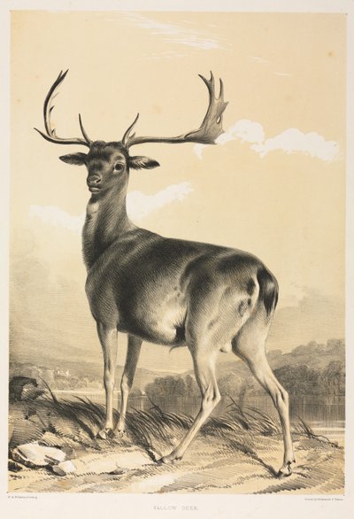 Daino da William Barraud
