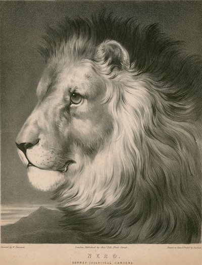 Nero il leone, Surrey Zoological Gardens, Londra da William Barraud