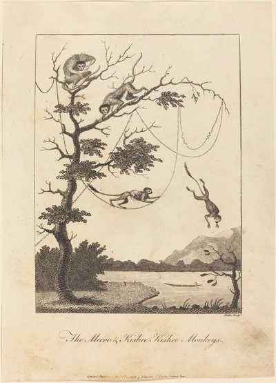 Le Scimmie Mecoo e Kisbee Kishee, 1793 da William Blake