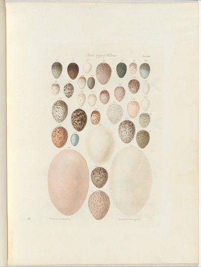 Uova di uccelli di Victoria. Il folio inedito Australia Terra Cognita di William Blandowski. 1855-56 da William Blandowski