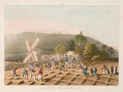 Piantagione della canna da zucchero, c.1820 (incisione colorata) da William Clark