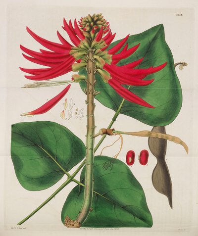 Botanical Magazine, 1787-1833 da William Curtis