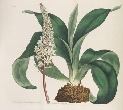 Rivista Botanica, 1787-1833 da William Curtis