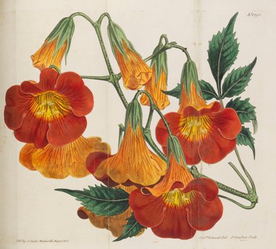 Rivista Botanica da William Curtis