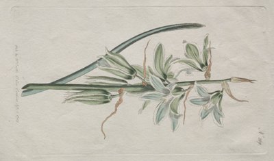 Il Magazine Botanico o Giardino dei Fiori: Stella di Betlemme da William Curtis