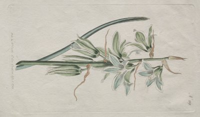 Il giornale botanico o giardino dei fiori esposto: Stella di Betlemme da William Curtis