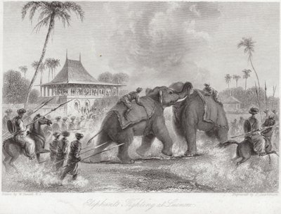 Elefanti che combattono a Lucknow da William Daniell